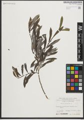Foto von Salix purpurea L.